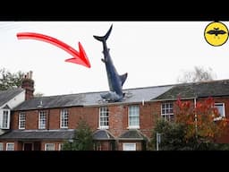 7 Incredible Animals That Fell from the Sky.