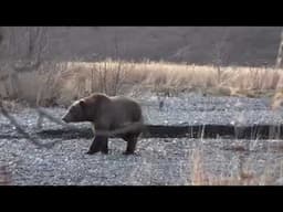 Beach Bear #2