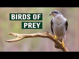 The Northern Goshawk: Europe's Elusive Bird Of Prey