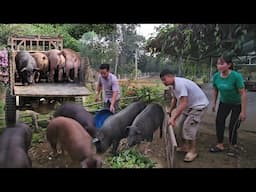 Is pig farming profitable? Start raising pigs, earn income from selling pigs. ( Ep 315 )