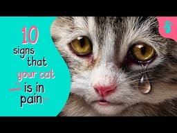 Signs Your Cat Is In Pain | Furry Feline Facts