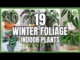 19 Indoor Foliage Plants for Winter | Winter Indoor Plants to grow  with Care | Plant and Planting