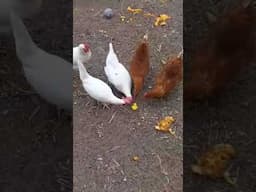 Chickens Playing With Rubber Ducky Toy