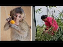 Baby monkey Nahu hides from his mother and goes to the garden to play