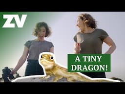 Teeny Tiny Stevies - A Tiny Dragon