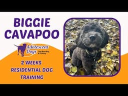 Biggie the Cavapoo | 2 Weeks Residential Dog Training