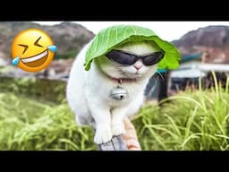 Best Cat And Dog Videos 😅 - Funniest Animals 🥰