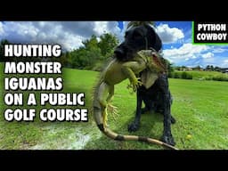 Hunting Monster Iguanas On A Public Golf Course To Protect Wildlife