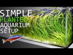 How to Setup a 55 Gallon Planted Aquarium: 6 Month Update