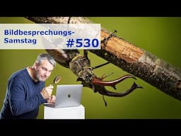 Bildbesprechung 530