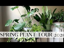 House Plant Collection Tour Spring/Summer 2021