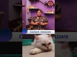 பூனை இனங்களில் இந்தியன் பூனை ஏன் சிறந்தவை? #cats #ikeypets #catbreed #cattraining #shorts #indiancat