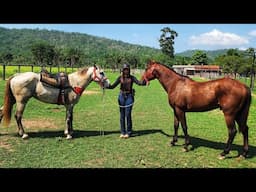 VEJA COMO ESTÁ A DOMA DE NOSSOS CAVALOS XUCROS