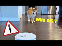 Shiba Inu Reacts to iRobot | Super Shiba