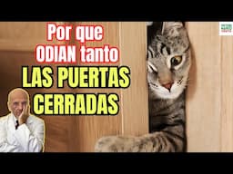 🐱 ¿PORQUE LOS GATOS ODIAN TANTO LAS PUERTAS CERRADAS? 🐱