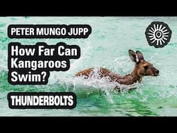 Peter Mungo Jupp: How Far Can Kangaroos Swim? | Thunderbolts