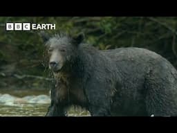 Grizzly Bear Hunts Salmon | How Nature Works | BBC Earth Kids