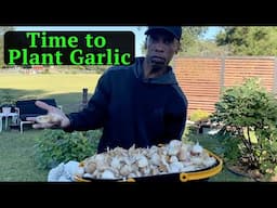 Time to plant garlic #garden #gardening