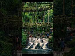 #089 Double Decker Living Root Bridge 😍 #indiatrip #shorts