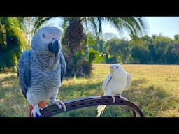 Honking Cockatiel Greeting Grey Parrot - Cockatiel Singing