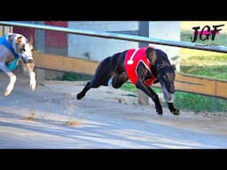 Unbelievable Greyhound Race Twist – Two Dogs Break Free for an Extra Lap Around the Track!