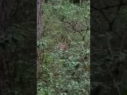 Big buck sneaking through the mountain laurel 🦌