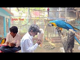 Before Breeding Test Your Parrot's DNA.