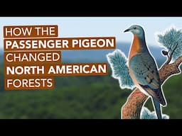 How The Passenger Pigeon Changed North American Forests