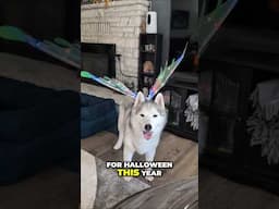 My Dog Showing Her Adorable Halloween Costumes! Funny Dogs!