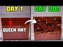 I Raised a Mail Order Ant Colony For 300 Days...