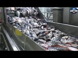 Fish Farmers Want Higher Profits? Watch This TILAPIA Farming Tech! | Processing Factory