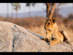 Warriors, Wildlife & Women - Big Cat Conservation in Tanzania & Beyond