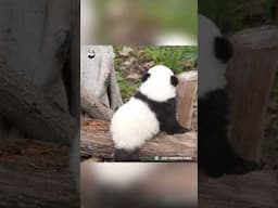 Panda Back Shots Compilation. Which One Can You Recognize? | iPanda #shorts