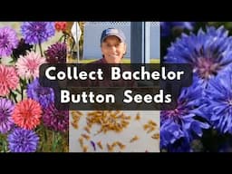 How To Collect Bachelor Button Seeds | Harvest Save Store Cornflower Seeds