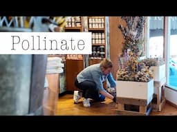 Creating a floral installation for Pollinator Week in Australia