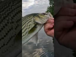 Awesome Day Fishing on the Lake... Striped Bass #fishing