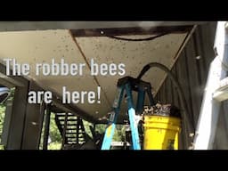 Robber bees took over our removal.