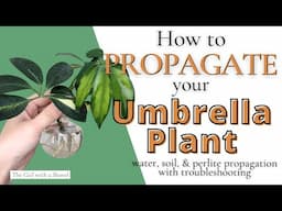 Umbrella Plant Propagation 101 | Water Propagation, Soil Propagation, Troubleshooting & More!