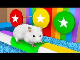 🌈 Rainbow Hamster Challenges 🐹 Hamster Escapes the Amazing Colorful Mazes