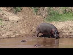 Hippos Fight For Their Territory in Mara River - Masai Mara.