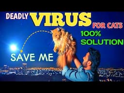 CAT BILLI KO VIRUS SYMPTOMS | HOME REMEDIES | VET RECOMMENDED