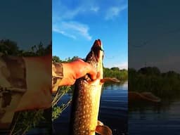 Убойная приманка.С рыбой ВСЕГДА.Рыбалка #fishing #рыбалка #shorts