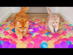 Can Cats Run On Water Balloons? | Compilation