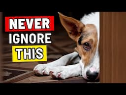 Why Your Dog Doesn't Play With You - THEY ARE TELLING YOU SOMETHING IMPORTANT!