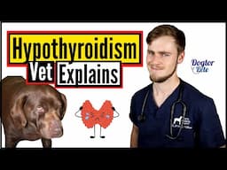 How To Treat Hypothyroidism In Dogs - A Vet's Guide