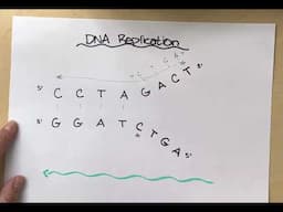 DNA Replication