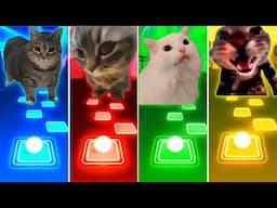 Oiiaoiia Cat vs Chipi Chipi Chapa Chapa Cat vs Doorbell Cat vs Coffin Dance Cat - Tiles Hop EDM Rush