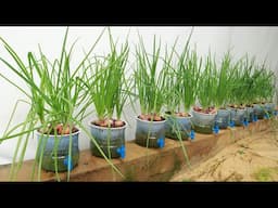 No need to water, good tips for growing green onions at home