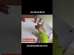 The Dog Shoots Hair Bands - Bắn dây chun phiên bản cờ hó #animals #dog #pet #short