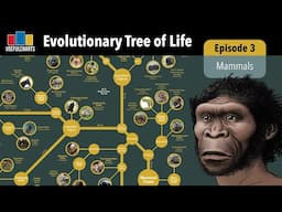 Evolutionary Tree of Life | Episode 3 - Mammals (including Humans)